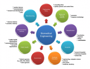 Biomedical Engineer