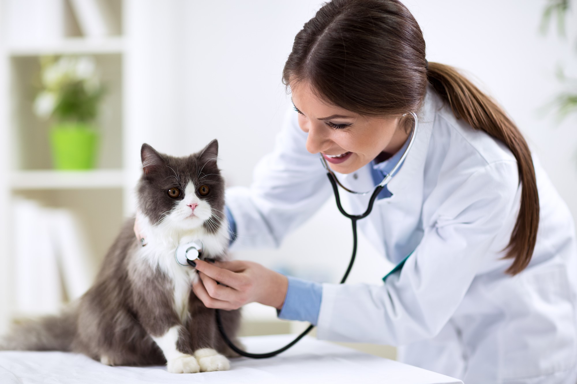 Benefits of being a veterinarian